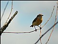 Picture Title - Whinchat (Saxicola rubetra)