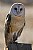 Barn Owl