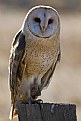 Picture Title - Barn Owl