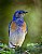 Western Bluebird