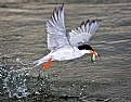 Picture Title - Forster's Tern Fishing