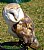 BARN OWL