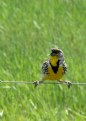 Picture Title - Bird On A Wire