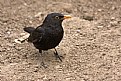 Picture Title - Blackbird