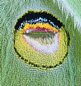 Picture Title - Luna moth wing eyespot