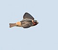 Picture Title - Cliff Swallow