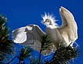 Picture Title - Snowy Egret