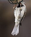 Picture Title - Acrosparrow
