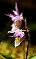 Picture Title - Calypso Orchid