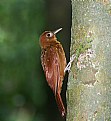 Picture Title - Ruddy Woodcreeper