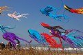 Picture Title - KITE  FESTIVAL 