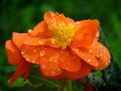 Picture Title - Rainy Day Begonia