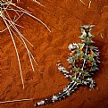 Picture Title - Thorny Devil