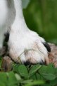 Picture Title - Paw