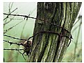 Picture Title - barbed wire