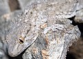 Picture Title - Moorish gecko