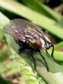 Picture Title - Paspalum Fly