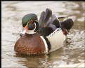 Picture Title - Wood Duck (male)