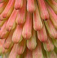 Poker plant flower bud cluster