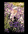 Picture Title - In love with a lavendel