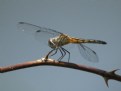 Picture Title - Dragon Fly