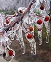 Picture Title - FROZEN CHERRY