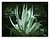 Agave Plant  Infrared