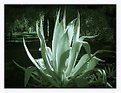 Picture Title - Agave Plant  Infrared