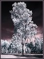 Picture Title - Eucalyptus Tree  Infrared