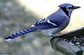 Picture Title - Blue Jay