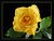 Yellow rose