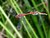 Flying couple of the Rubby Darter, Sympetrum sanguineum (Muller, 1764)  with the oviposition