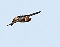 Picture Title - Cliff Swallow