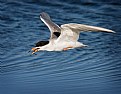 Picture Title - Tern with Worm