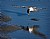 Tern Catching Worm