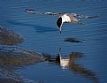 Picture Title - Tern Catching Worm