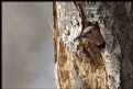 Picture Title - Northern Flicker on Nest (female)