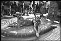 Picture Title - San Telmo Dogs