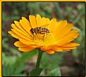 Picture Title - Bee on a flower