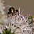 insect on mint flower