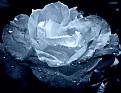 Picture Title - Blue rose....After rain