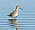 Short-billed Dowitcher