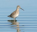 Picture Title - Short-billed Dowitcher