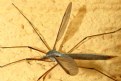 Picture Title - mosquito