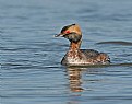 Picture Title - Horned Grebe