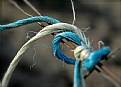 Picture Title - twisted pair