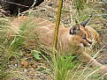 Picture Title - Caracal :)