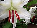 Picture Title - lily