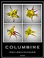 Picture Title - Columbine 2008