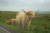 Highland Coo, Isle of Skye